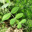 Blätterfoto Pisum sativum subsp. biflorum