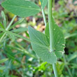 Foto von Besonderheit Pisum sativum subsp. biflorum