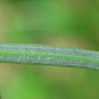 Blätterfoto Plantago alpina