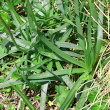 Foto Grundlätter Plantago alpina