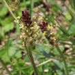 Blütenfoto Plantago alpina