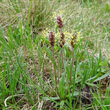 Habitusfoto Plantago alpina