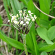 Portraitfoto Plantago atrata