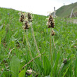 Habitusfoto Plantago atrata