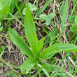 Blätterfoto Plantago atrata