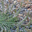 Portraitfoto Plantago coronopus