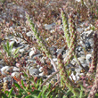 Blütenfoto Plantago coronopus