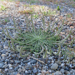 Habitusfoto Plantago coronopus