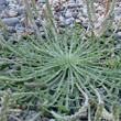 Blätterfoto Plantago coronopus