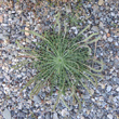 Foto von Besonderheit Plantago coronopus