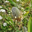 Portraitfoto Plantago lagopus