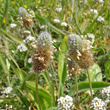 Blütenfoto Plantago lagopus