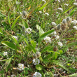Habitusfoto Plantago lagopus