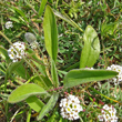 Blätterfoto Plantago lagopus
