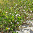 Foto von Besonderheit Plantago lagopus