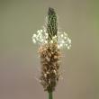 Portraitfoto Plantago lanceolata