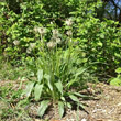 Habitusfoto Plantago lanceolata