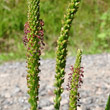 Portraitfoto Plantago major