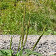 Blütenfoto Plantago major