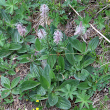 Habitusfoto Plantago media