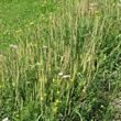 Habitusfoto Plantago serpentina