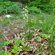 Habitusfoto Platanthera bifolia