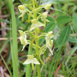 Blütenfoto Platanthera chlorantha