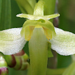 Portraitfoto Platanthera chlorantha