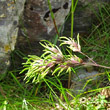 Foto von Besonderheit Poa alpina