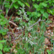 Portraitfoto Poa angustifolia