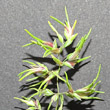 Blütenfoto Poa bulbosa