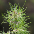 Portraitfoto Poa bulbosa