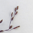 Blütenfoto Poa glauca