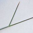 Blätterfoto Poa glauca
