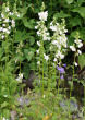 Habitusfoto Polemonium caeruleum