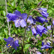 Portraitfoto Polemonium caeruleum