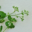 Portraitfoto Polycarpon tetraphyllum