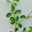 Blätterfoto Polycarpon tetraphyllum