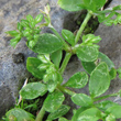 Stängel-/Stammfoto Polycarpon tetraphyllum