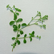Foto von Besonderheit Polycarpon tetraphyllum