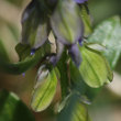 Fruchtfoto Polygala alpestris