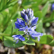 Portraitfoto Polygala alpestris