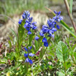 Habitusfoto Polygala alpestris