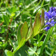 Blätterfoto Polygala alpestris