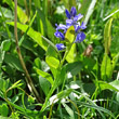 Stängel-/Stammfoto Polygala alpestris