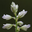 Portraitfoto Polygala amarella