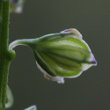 Fruchtfoto Polygala amarella