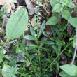 Habitusfoto Polygala amarella