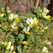 Portraitfoto Polygala chamaebuxus