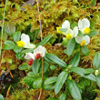 Blätterfoto Polygala chamaebuxus